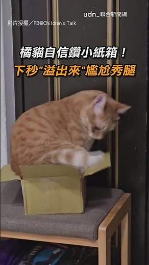 【I'm Not Too Fat】Orange Cat Confidently Squeezes Into A Small Box! Spills Out The Next Second Sho...