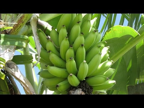 Apple Banana Harvest, Use the "Tree" Itself to Lower the Bananas!