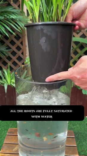 Save Your Orchid from Bugs FAST! 🐛 Proven Water Soaking Trick