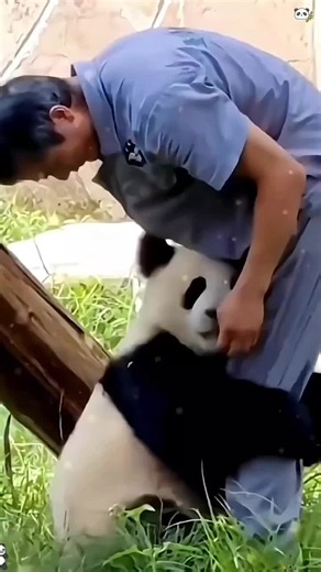 Cute Panda Videos: Part 1 — Playful Panda Moments