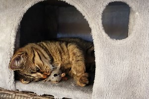 How to Set Up an Outdoor Cat House for Pets, Strays, and Ferals