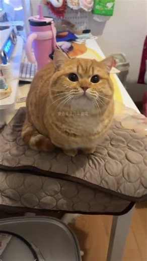 Bake the Perfect Roaring Bread - Cat's Playtime Unleashed