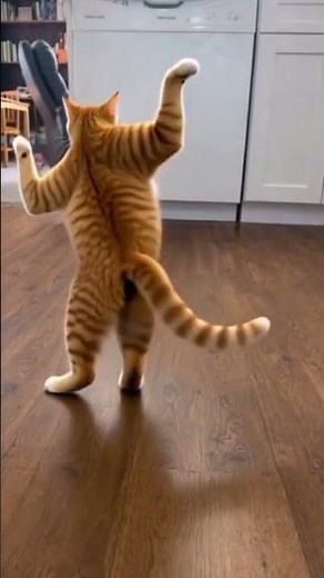 Funny Dancing Cats Compilation 😂🐱 | Cutest Cat Dance Ever!