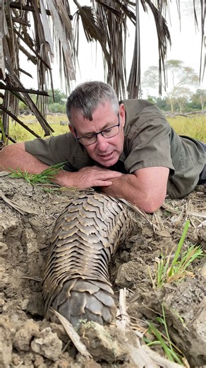 11K views · 591 reactions | Pangolin deserve our very best efforts - these animals are being rehabilitated and will be released when they are strong enough!  | Ivan Carter | Facebook