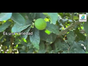 Limón Colima se adapta en el norte de Sinaloa