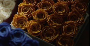 Premium Roses | Flowers for Delivery Prime Next Day | Blue Roses | Fresh Flower | Preserved roses in a box | birthday gift | (White gift box) Blue Flowers