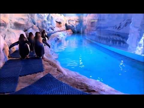 Pingüinos de Acuario Inbursa