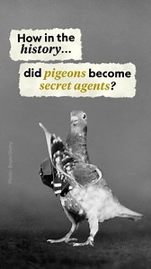 37K views · 443 reactions | Some of Britain's stealthiest secret agents had feathers during World War II. With the Enigma code still unsolved, the Allies turned to pigeons—dropping more than 16,000 of them into Nazi-occupied Europe to carry back secret intel. These birds became unlikely war heroes, helping change the war's course, and were later recruited for more covert missions. Learn more about these unique spies: https://on.natgeo.com/45ne3rs | National Geographic History | Facebook