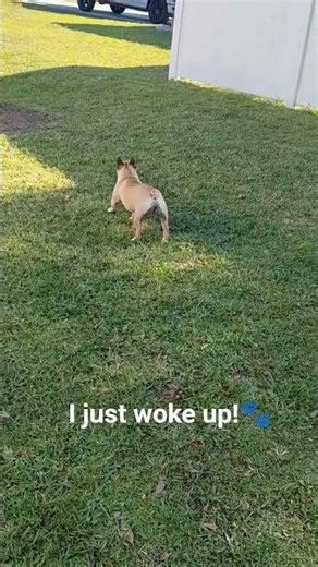 Having a good time! #stretch #frenchie #cute #shorts #dogslife