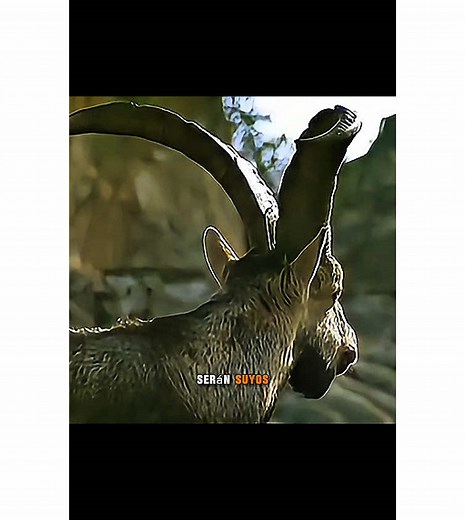 Después de los golpes el macho dominante expulsa de sus tierras al perdedor #machos #cabros #peleando #despues #el #macho #dominante #expulsa #de #su #tierra #al #perdedor #videoviral #parati