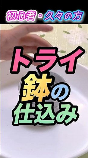今こそトライ！植え替えの仕込み #やってみよう #植え替え #植木鉢 #鉢植え #鉢底石 #鉢底シート #観葉植物の土 #培養土 #観葉植物の育て方 #観葉植物初心者 #久々 #旬
