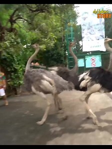 Ada dendam nih burung unta sama Tanboykun, lucu banget si burung unta malah naksir salah satu keeper! #irfanhakim #dehakims #tanboykun #Alhamdulillah #fypchallenge #tanboykunmukbang #mukbangindonesia #animallover #burungunta | Irfan Hakim