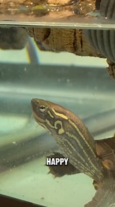 6.5K views · 148 reactions | HOW TO CARE FOR BABY TURTLES!    ~~~~~~~~~~~~~~~~~~~~~~~~~ #fish #aquarium #aquatics #reptiles #reptile #turtle #turtles #diamondbackterrapin #Dbt #turtleroom #tortoise #tortoises #cute #pets #petsofinstagram #cuteturtles #babyturtles #redearslider #Terrapin #terrapins #pond #ponds #aquascape #landscape #spottedturtle #turtlepond #concentric #endangered | DanTheTurtleMan | Facebook