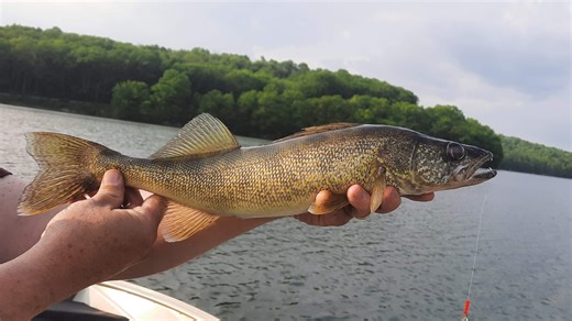 Ohio numbers show a good year for deer hunters, walleye anglers