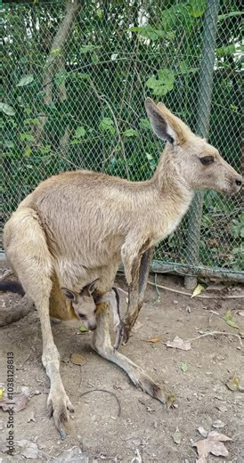 Mother and curious cute baby kangaroo in her pouch.