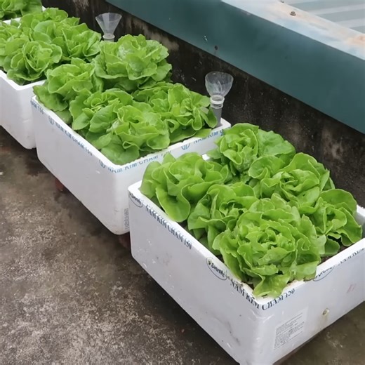 754K views · 6.3K reactions | Amazing US Europe Rooftop Garden Using Foam Boxes! #vegetablegarden | T-Studio | Facebook