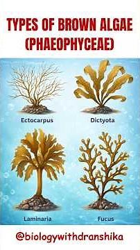 Types of Brown Algae (Phaeophyceae) #brownalgae #greenalgae #fucus #algae #neetpreparation