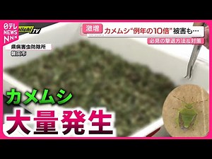 【激増】例年の10倍!? "カメムシ"大量発生の原因と対策は？ 静岡 NNNセレクション