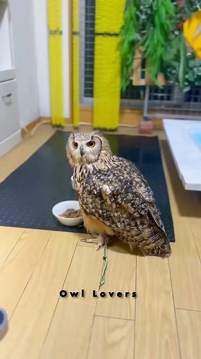 The owl is eating food.🦉🌻 #owl | Owl Lovers