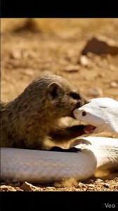 white sneak and nevla together fighting 🐍#wildanimals #video #like #short video #youtube shorts🐍🐍