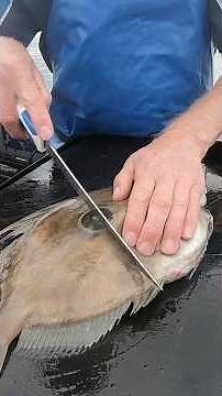 How to Fillet John Dory #fishfilleting #nzfish #mattwatson #filletingfish