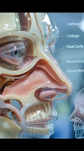 Human face 3D animation🤔 #human #face | মেডিকেল টেকনোলজিস্ট