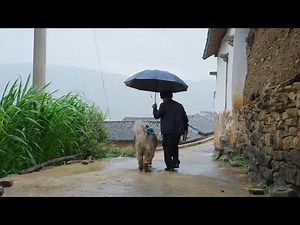 The first mission of Dawang and Laifu, bring the umbrella to grandpa and both get wet