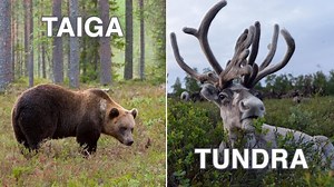 ¿Cuál es la diferencia entre 'tundra' y 'taiga'?