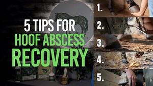 Hoof Abscess Recovery can be a daunting and tedious task for horse owners. In this video, we provide five quick tips to assist horse owners through the process. If you would like to learn more about these tips, you can visit our blog to learn more: https://lifedatalabs.com/blog/2020/06/05/five-tips-for-hoof-abscess-recovery/ | Life Data Labs Inc.