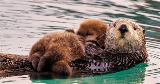 Rescue Otters Become Surrogate Moms To Baby Otters In Need