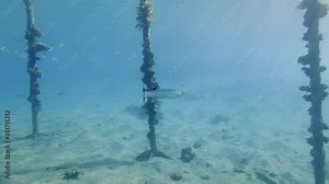 Giant barracuda slowly swims nex a coral reef. Great Barracuda or Barra (Sphyraena barracuda) Red Sea, Egypt