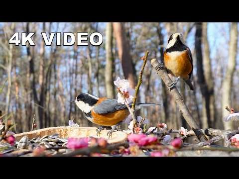 4K Virtual Window: Japanese Spring Garden & Woodland Birds | High-End Nature Ambient