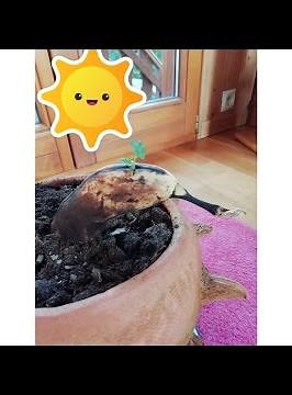 COMMENT FAIRE POUSSER UNE BANANE // Évolution de la pousse sur 11 semaines.