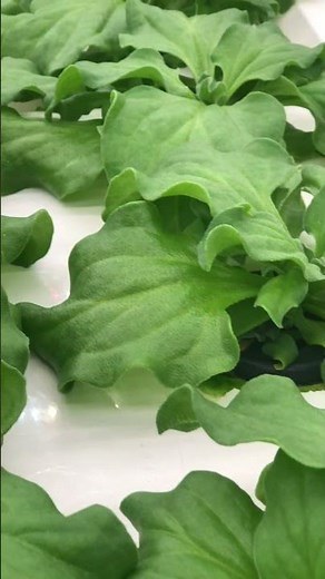Day 49: Ice Plant Growing Indoors 🌱 #plants