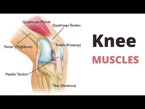Knee Muscles | ORIGIN | INSERTION | ACTION | NERVE SUPPLY |