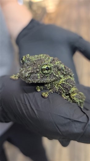 112K views · 2.9K reactions | Frog looks just like moss! Josh's Frogs #frogs #nature | Wild Charles | Facebook