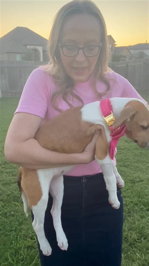 3.4K views · 110 reactions | Meet Honey! Austin TX #houndrescue #savinghounds #beaglerescue #beaglelove #fosterdog #rescuestory | Hound Rescue | Facebook