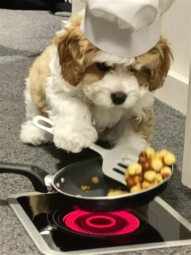 Call me genius 😚@Kaze AI #kazeai #fyp #dog | dog