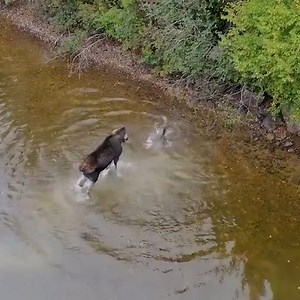 919K views · 11K reactions | Moose defends against wolf in lake | Animal Lovers | Facebook
