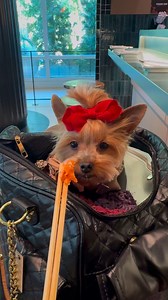 2K views · 86 reactions | Where are our Japan dog travel experts at?...