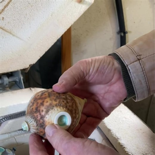 1.9K views · 46 reactions | “Opening the Glost Kiln” #MiniatureCeramics #MiniaturePorcelain #StudioPottery #Glost Kiln #porcelainpotteryceramic | Geoffrey Swindell Ceramics | Facebook