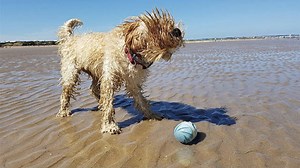 Cheerble Wicked Ball on sale: Save on a great gift for dog parents