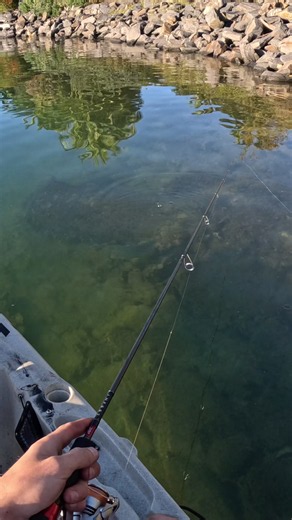 Daiwa 60mm Double Clutch: Bream Strike at the Rod Tip