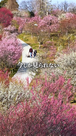 ふがまるちゃん@三重県を撮る写真家 | 【三重県】まるで桃源郷 🌸 2/22から見頃の梅👇️ 📍かざはやの里 梅まつり 🗓️ 2026年2月6日(金)～3月22日(日) 📸 この動画は2026年2月22日 撮影 📮三重県津市戸木町4096 (伊勢温泉ゴルフクラブ内) 🚗 伊勢自動車道「久居IC」から車で約5分 🅿️... | Instagram