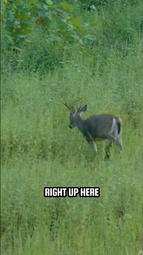 Close Encounter 🦌 #bowhunting #deer #deerhunting #deerseason #buckdeer #shorts