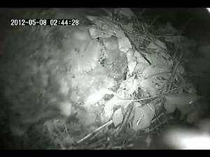 Raccoon eats Red-shouldered Hawk nestlings