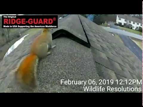 The Solution to Bats, Mice, & Squirrels Entering Roof Ridge Vents - Ridge-Guard®