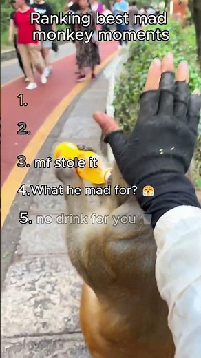 Ranking the Funniest Angry Monkey Moments