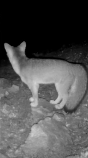 Fox Screams until Losing Voice