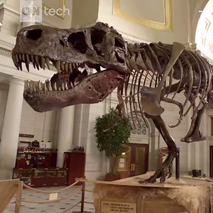 23K views · 127 reactions | Turns out, the T. rex may have simply been too big and too heavy to run without breaking its legs. Yikes! | CNN Business | Facebook